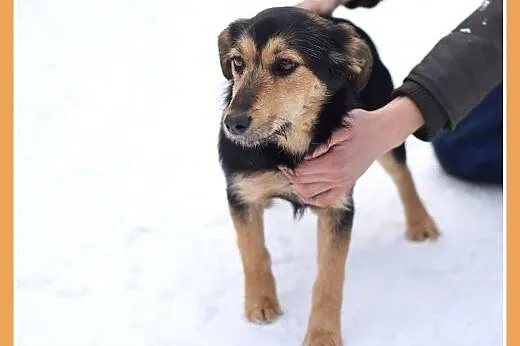 ZOSIA,9kg,młoda,łagodna,tulaśna,rodzinna suczka.AD