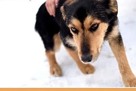 ZOSIA,9kg,młoda,łagodna,tulaśna,rodzinna suczka.AD