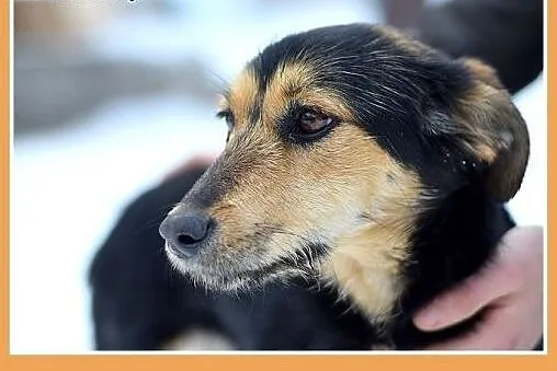 ZOSIA,9kg,młoda,łagodna,tulaśna,rodzinna suczka.AD