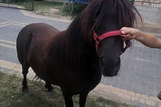 Sprzedam klacz kucyk kuc szetlandzka