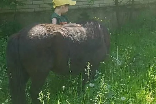 Sprzedam klacz kucyk kuc szetlandzka, Podlaskie, Suchowola