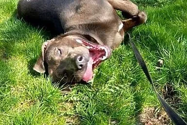Nero-psiak pełen wigoru czeka na dom!,  dolnośląsk