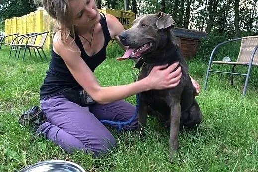 Nero-psiak pełen wigoru czeka na dom!,  dolnośląsk