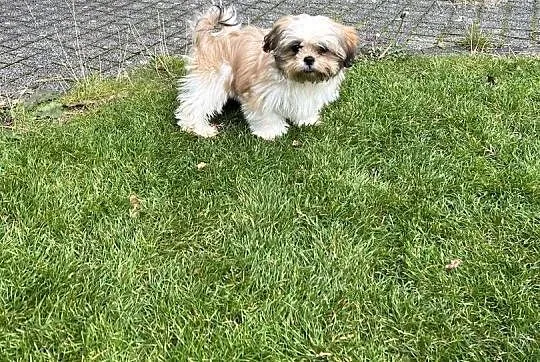 Shih Tzu śliczny szczeniak z rodowodem