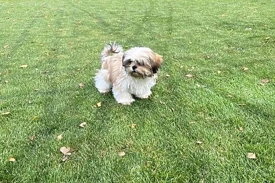 Shih Tzu śliczny szczeniak z rodowodem, Kujawsko-pomorskie, Niemcz