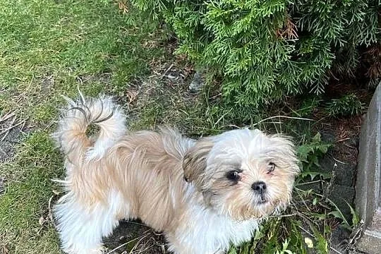 Shih Tzu śliczny szczeniak z rodowodem, Kujawsko-pomorskie, Niemcz