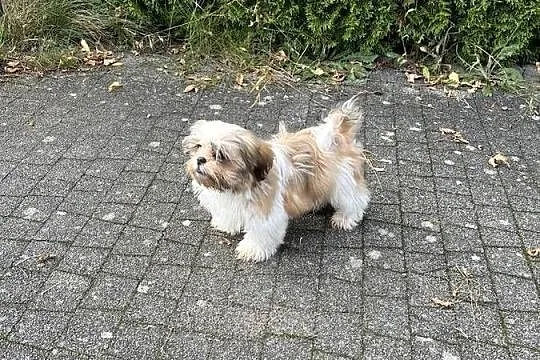 Shih Tzu śliczny szczeniak z rodowodem, Kujawsko-pomorskie, Niemcz