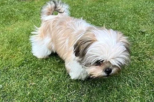 Shih Tzu śliczny szczeniak z rodowodem, Kujawsko-pomorskie, Niemcz