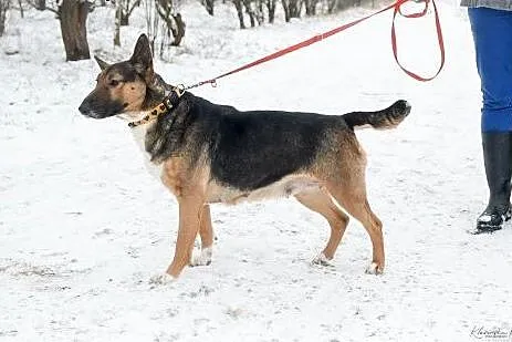 Bibi, cudowna bullinka, kochająca człowieka, grzeczna - pokochaj!,  Kundelki cała Polska, 