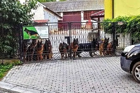 Owczarek niemiecki długowłosy szczeniak, Świętokrzyskie, Klimontów