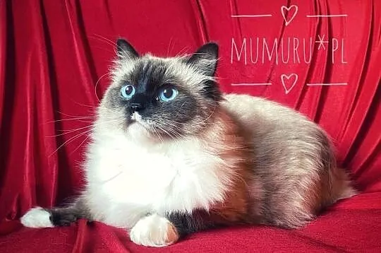 ragdoll wyjątkowy kocur hodowla FPL rodowód