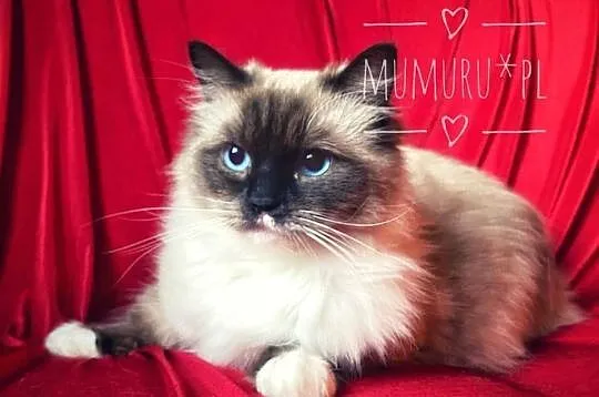 ragdoll wyjątkowy kocur hodowla FPL rodowód, Lubuskie, Gorzów Wielkopolski