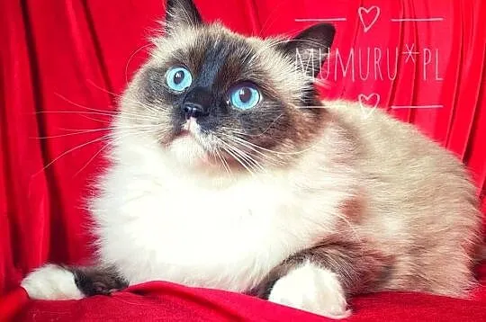 ragdoll wyjątkowy kocur hodowla FPL rodowód, Lubuskie, Gorzów Wielkopolski