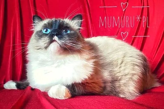 ragdoll wyjątkowy kocur hodowla FPL rodowód, Lubuskie, Gorzów Wielkopolski