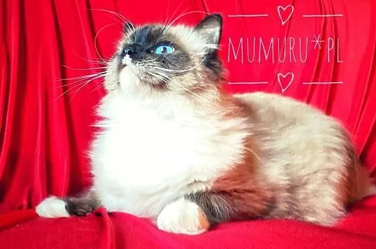 ragdoll wyjątkowy kocur hodowla FPL rodowód, Lubuskie, Gorzów Wielkopolski