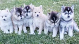 Urocze szczenięta rasy pomsky szukają kochających domów