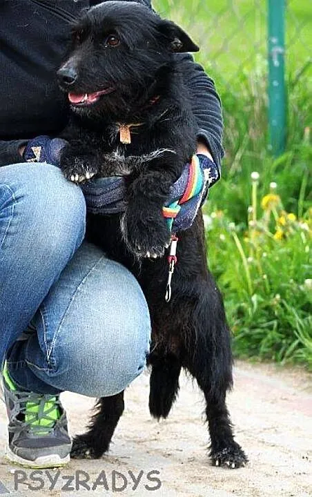 COLA malutka urocza jamnikowata sunia, pomorskie