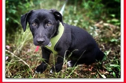 4mies.szczeniak,średnia suczka,cudowna DZIDZIA.Adopcja,  dolnośląskie Wrocław, 