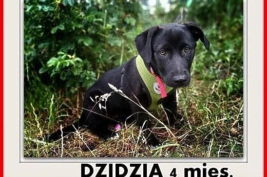 4mies.szczeniak,średnia suczka,cudowna DZIDZIA.Adopcja,  dolnośląskie Wrocław, 