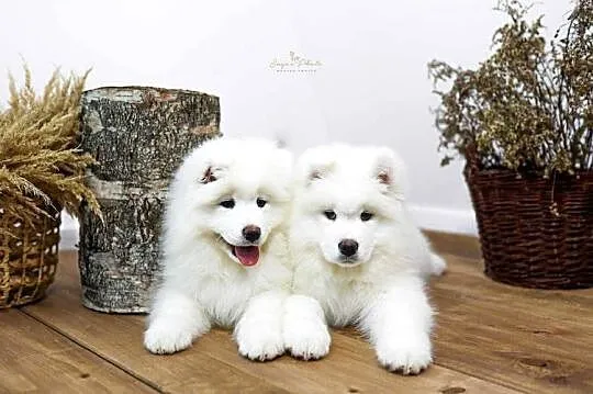 Samoyed