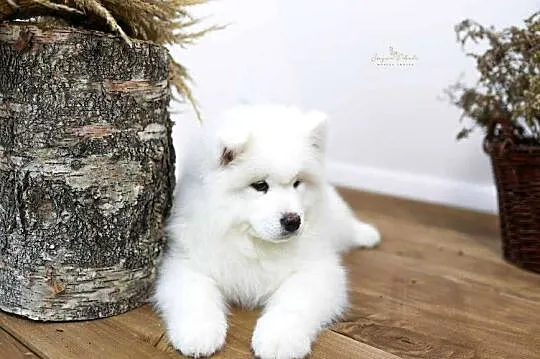 Samoyed, Małopolskie, Nowe Rybie