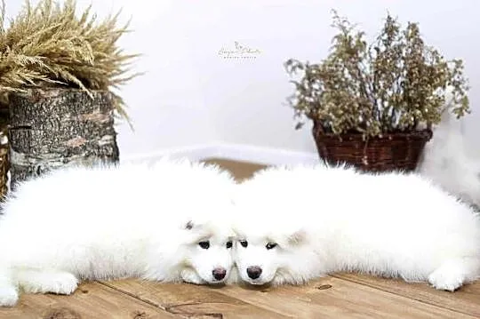 Samoyed, Małopolskie, Nowe Rybie