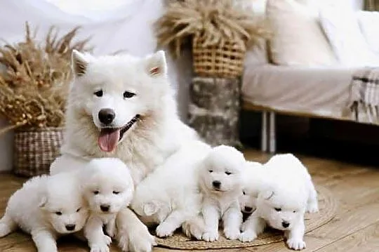 Samoyed, Małopolskie, Nowe Rybie