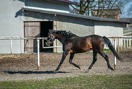 Ogier wielkopolski Czador programowy, , 