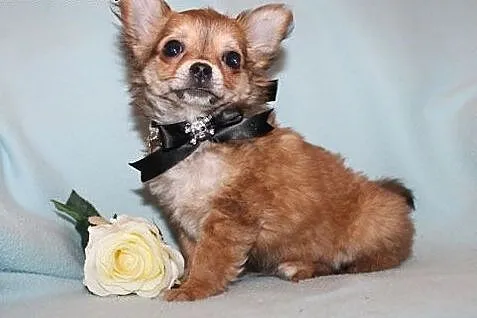Wybitne i piękne Chihuahua Długie włosy dostępne d