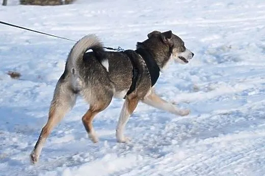 Kaja - żywe sreberko, szuka domu !,  małopolskie K