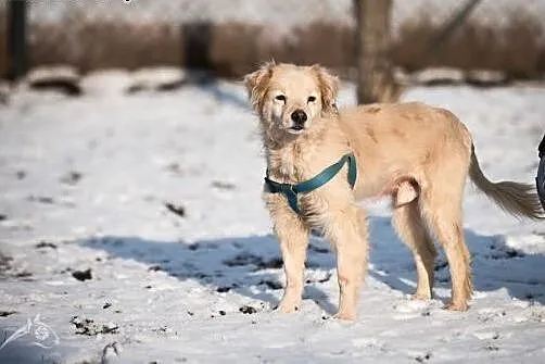BUDYŃ- piękny i kochany pies do adopcji, śląskie Katowice