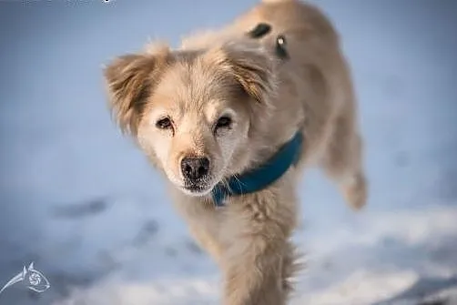 BUDYŃ- piękny i kochany pies do adopcji,  śląskie 