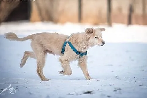 BUDYŃ- piękny i kochany pies do adopcji,  śląskie 