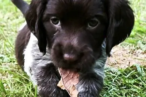 Polski Spaniel Myśliwski - szczenięta