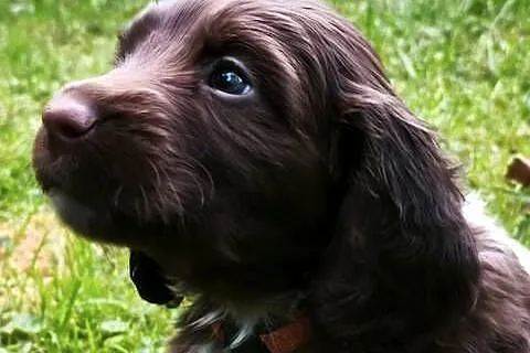 Polski Spaniel Myśliwski - szczenięta, Małopolskie, Rabka-Zdrój