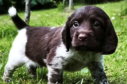 Polski Spaniel Myśliwski - szczenięta, Małopolskie, Rabka-Zdrój