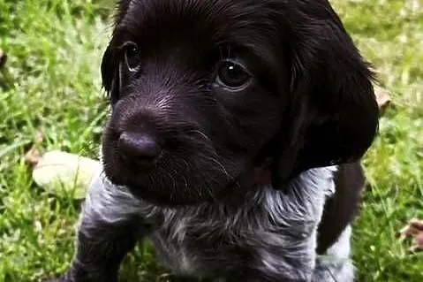 Polski Spaniel Myśliwski - szczenięta, Małopolskie, Rabka-Zdrój