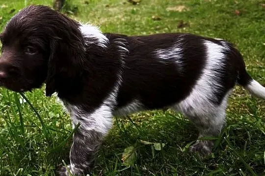 Polski Spaniel Myśliwski - szczenięta, Małopolskie, Rabka-Zdrój