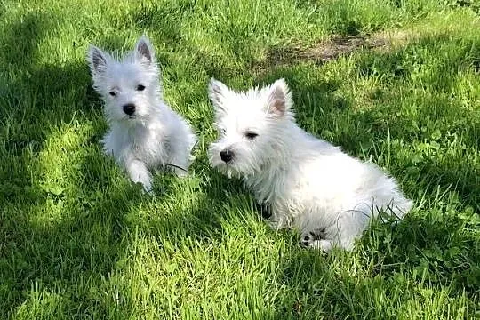 West highland white terrier