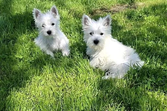 West highland white terrier, Warmińsko-mazurskie, Ełk