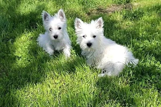 West highland white terrier, Warmińsko-mazurskie, Ełk