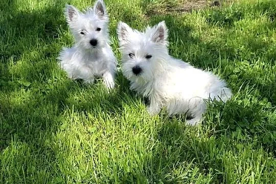 West highland white terrier, Warmińsko-mazurskie, Ełk
