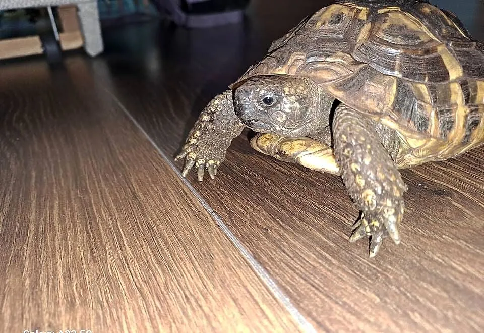 Żółw grecki lądowy Testudo Hermanni, Wielkopolskie, Drużyń