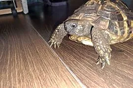 Żółw grecki lądowy Testudo Hermanni