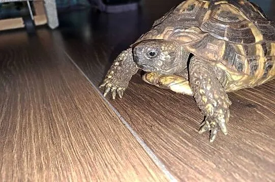 Żółw grecki lądowy Testudo Hermanni, Wielkopolskie, Drużyń