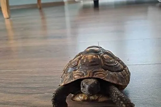 Żółw grecki lądowy Testudo Hermanni, Wielkopolskie, Drużyń