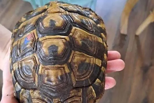 Żółw grecki lądowy Testudo Hermanni, Wielkopolskie, Drużyń