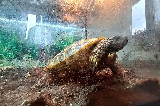 Żółw grecki lądowy Testudo Hermanni, Wielkopolskie, Drużyń