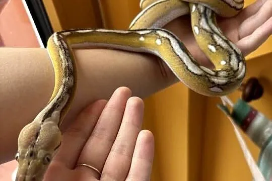 Pyton siatkowy super dwarf, Zachodniopomorskie, Kołobrzeg