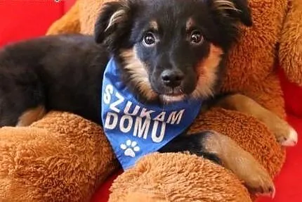 Axel, 4 miesięczne CUDO, piękny szczeniak wychowywany w domu,  Kundelki cała Polska